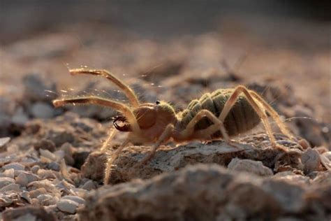 The Terrifying World of Camel Spiders