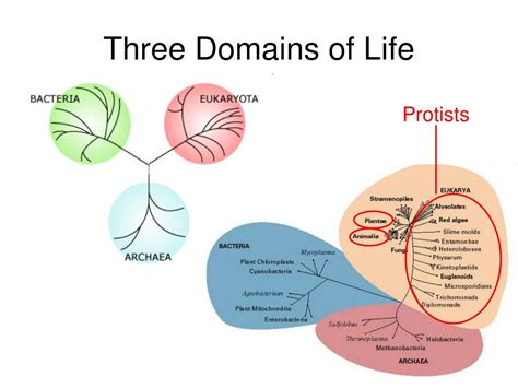 The Three Domains of Life