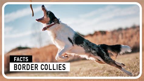 The Timeless Grace of the Gray Border Collie: A Journey of Loyalty, Intelligence, and Unwavering Determination