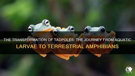 The Toad's Journey: From Tadpole to Amphibian