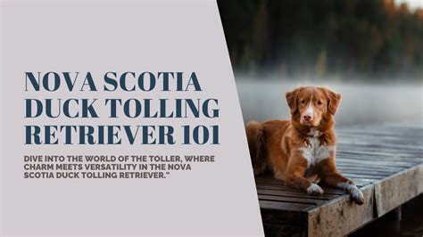 The Tolling Retriever: A Guide to the Ultimate Waterfowling Companion