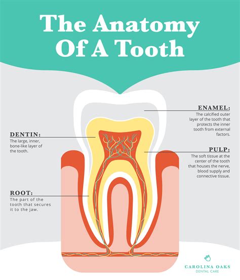 The Tooth Reader