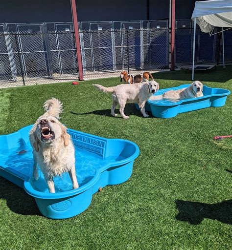 The Top 10 Pet Resorts in Maryland for Your Furry Friend's Ultimate Staycation