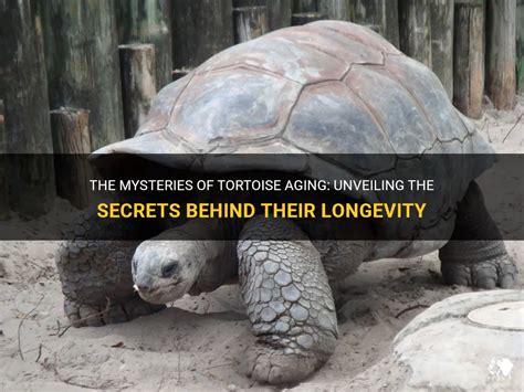 The Tortoise's Odyssey: Unveiling the Secrets of Their Longevity