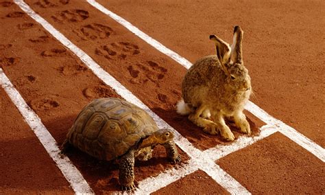 The Tortoise and the Hare: A Tale of Perseverance and Speed