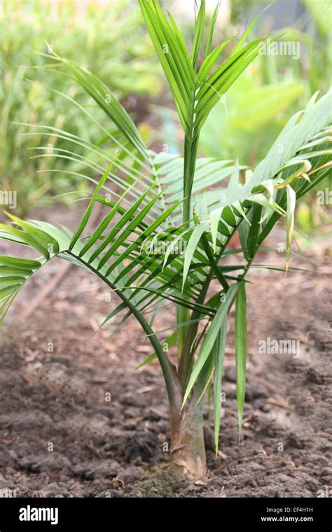 The Towering Grandeur: Discover the Price of a Majestic 3-Meter Blue Palm Tree