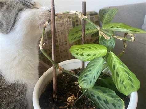 The Toxicity of Prayer Plants to Cats