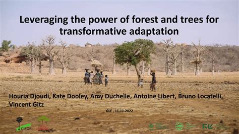 The Transformative Power of Trees