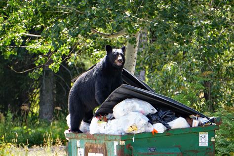 The Trash Bear's Origins: A Mysterious Encounter