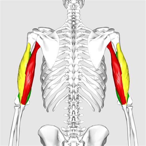 The Tricep Brachii