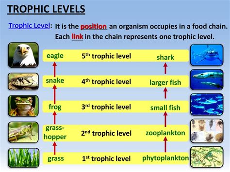 The Trophic Levels of Snakes