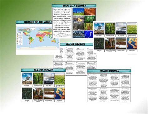 The Trunda Biome Answer Key Doc