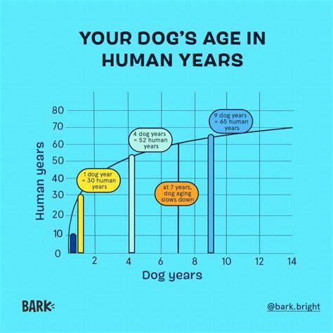 The Two Years in Dog Years Equation