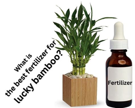 The Ultimate 7-Step Guide to Fertilizing Lucky Bamboo: Unlocking the Secrets for Optimal Growth