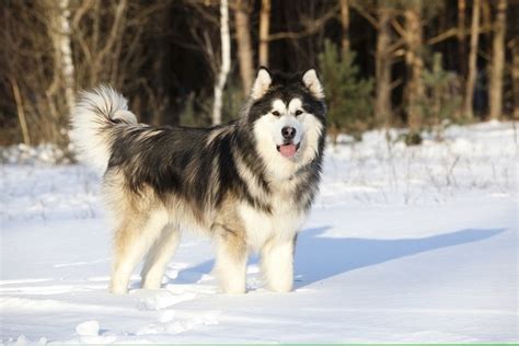 The Ultimate Alaskan Malamute Price Guide in the USA: Unlocking the Costs of This Arctic Jewel