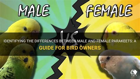 The Ultimate Guide: Unveiling the Differences Between Female and Male Parakeets