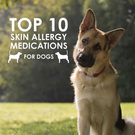 The Ultimate Guide to 10+ Allergy Meds for Dogs