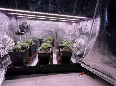 The Ultimate Guide to 2x4 Gorilla Grow Tents