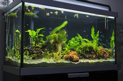 The Ultimate Guide to 30-Gallon Aquariums: Everything You Need to Know