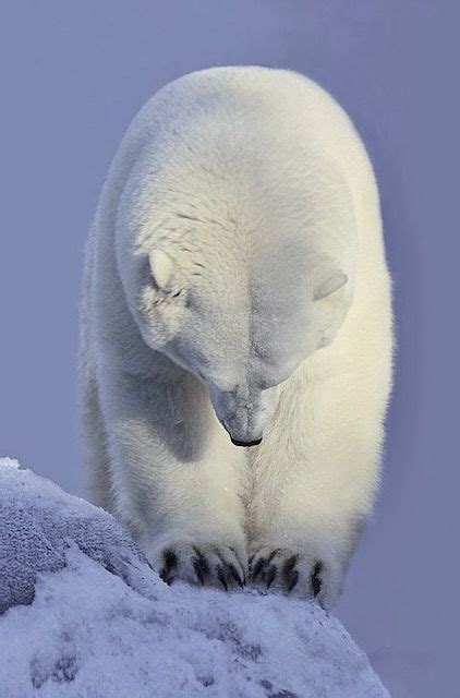 The Ultimate Guide to Becoming a Majestic Polar Bear: Explore the Enchanting World of Eisbären Kostüm