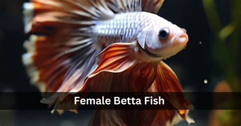 The Ultimate Guide to Betta Fish: Care, Breeding, and Health