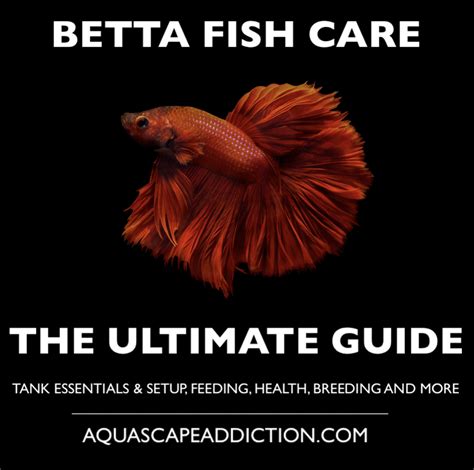 The Ultimate Guide to Betta Fish: Care, Health, and Happiness