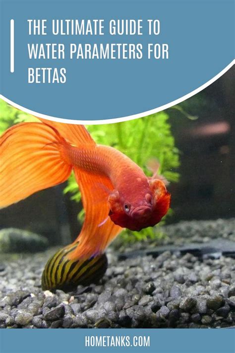 The Ultimate Guide to Betta Fish Water Parameters: A Comprehensive Overview