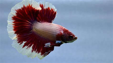 The Ultimate Guide to Betta Tank Temperature: Everything You Need to Know