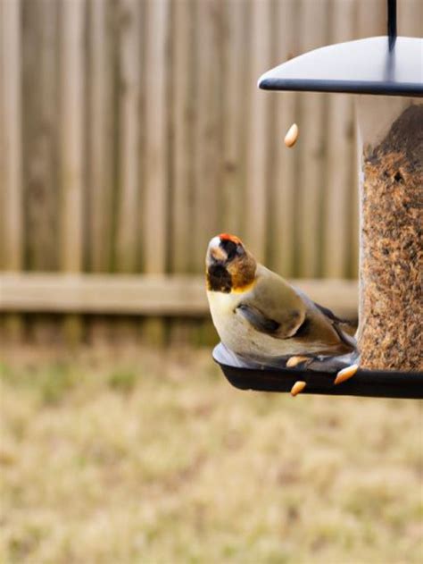 The Ultimate Guide to Bird Feeding Stations: A Haven for Our Feathered Friends