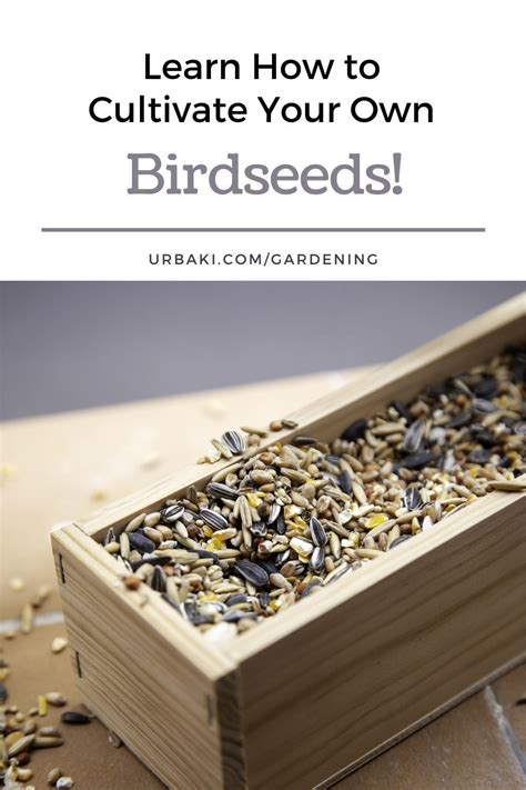 The Ultimate Guide to Bird Seed: Feeding Your Feathered Friends for a Thriving Backyard Ecosystem