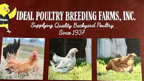 The Ultimate Guide to Birdcoups: A Comprehensive Resource for Poultry Keepers