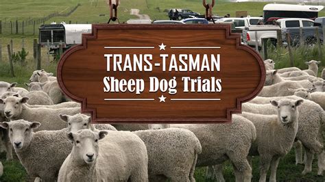 The Ultimate Guide to Black Tasman Sheep: A Comprehensive Resource for Breeders and Enthusiasts