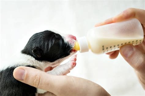 The Ultimate Guide to Bottle Feeding a Puppy