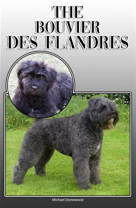 The Ultimate Guide to Bouvier des Flandres: Your Comprehensive Companion for Owning and Caring for This Dog Breed