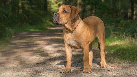 The Ultimate Guide to Bred Boerboels: Unlocking the Power of South Africa's Guardian Dogs