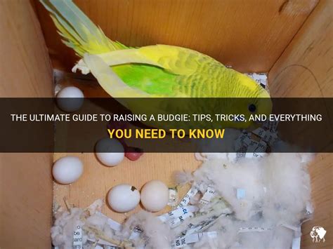 The Ultimate Guide to Budgerigar Cages: Everything You Need to Know