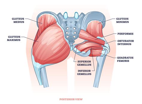 The Ultimate Guide to Building a Strong and Defined Upper Gluteus