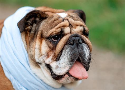 The Ultimate Guide to Bulldog Ownership: A Comprehensive Resource