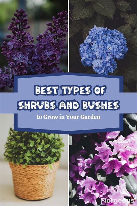 The Ultimate Guide to Bushes: Adding Charm and Functionality to Your Landscape