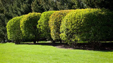 The Ultimate Guide to Bushes: Your Landscape's Essential Element