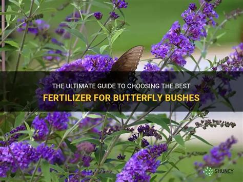 The Ultimate Guide to Butterfly Bush Fertilizer: Nurturing Your Blooming Haven