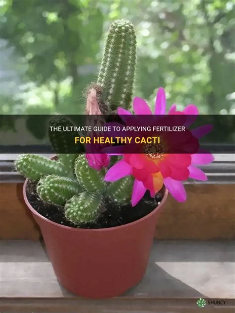 The Ultimate Guide to Cacti Fertilizer: 10 Essential Tips for Thriving Plants