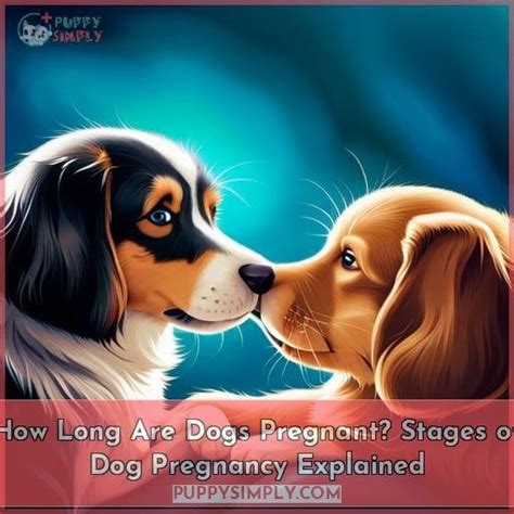 The Ultimate Guide to Canine Gestation: How Long Are Dogs Pregnant?