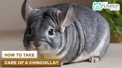 The Ultimate Guide to Caring for Baby Chinchillas: A Comprehensive Guide for Newbie Pet Parents