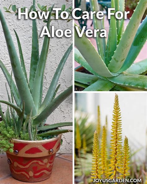 The Ultimate Guide to Caring for a Large Aloe Vera Plant