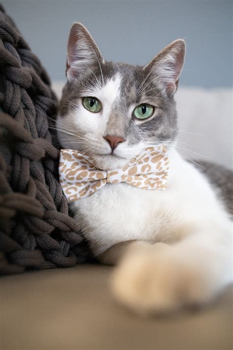 The Ultimate Guide to Cat Bow Ties: Everything You Need to Know