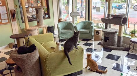 The Ultimate Guide to Cat Coffee Shops in Minneapolis