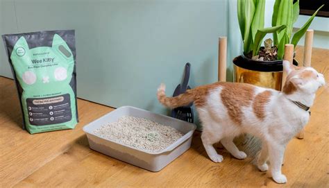 The Ultimate Guide to Cat Litter Odor Control