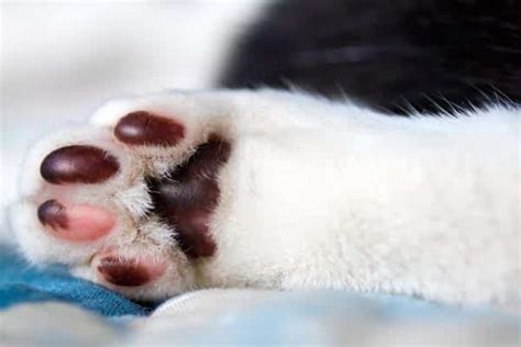 The Ultimate Guide to Cat Paw Pads: Health, Care, and Protection