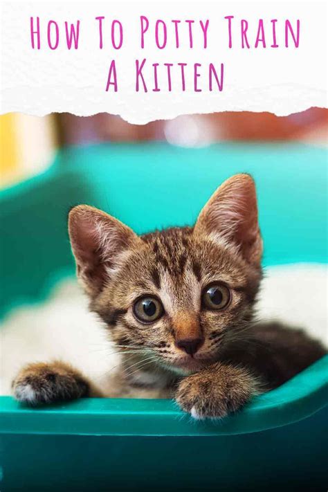 The Ultimate Guide to Cat Potty Training: A Comprehensive Kit for Success